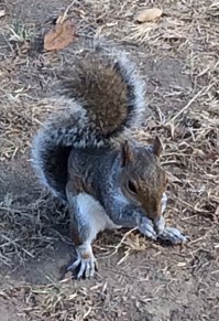 モールではリスに出会うことも多い。すぐ逃げるので、写真をとるのは結構難しい