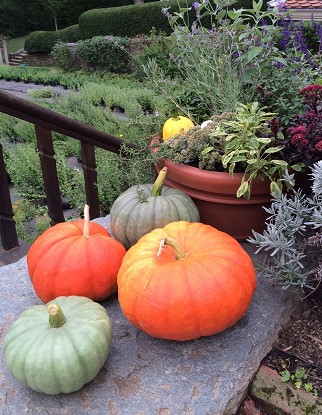 ハロウィンを前にあちこちでかぼちゃが飾られていた。これはジョージタウンの北にあるダンバートン・オークス庭園のもの