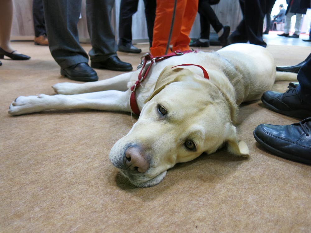 展示員はコルさん。頭の上では人間が商談している模様