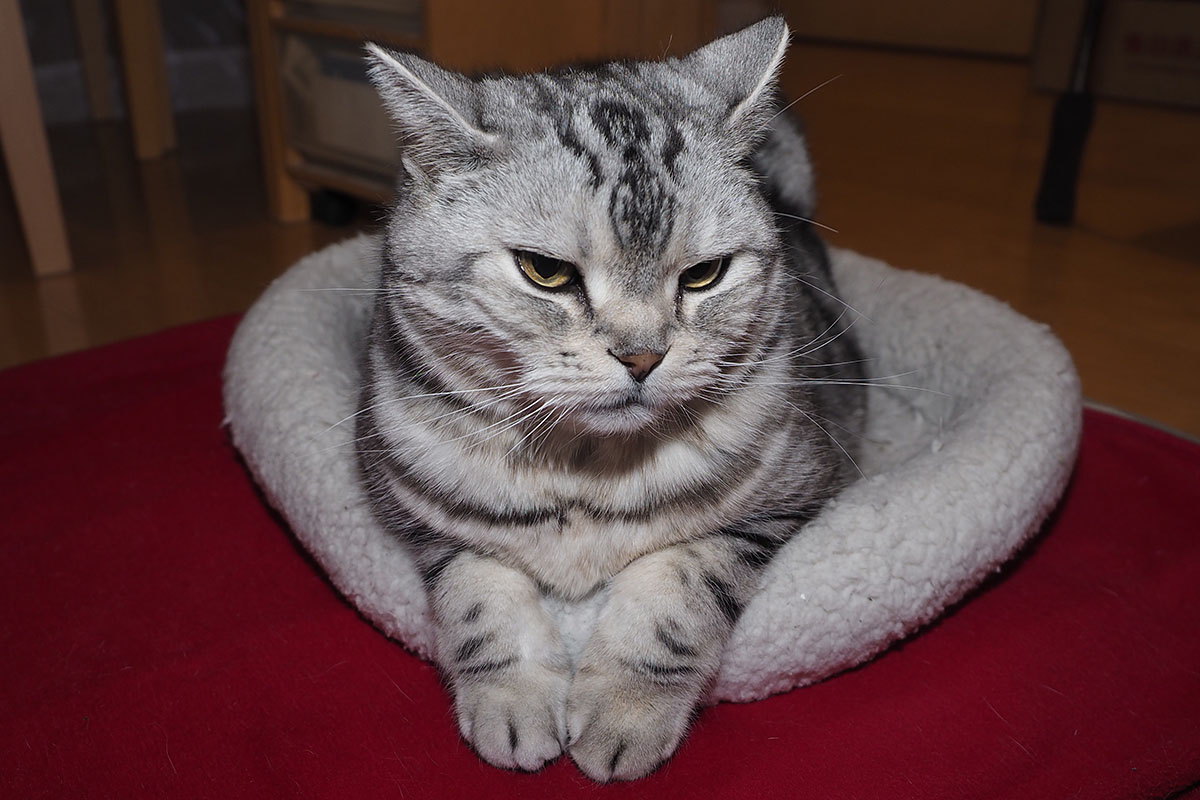 （2）無理矢理入るから前足がこんなふうに出ちゃう。