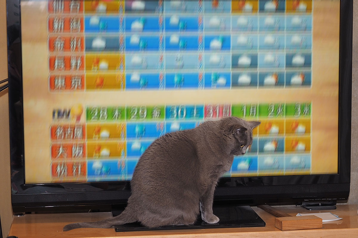 （2）愚かな人間どもよ、近々天候が下り坂でもうかちゃんを見るように。