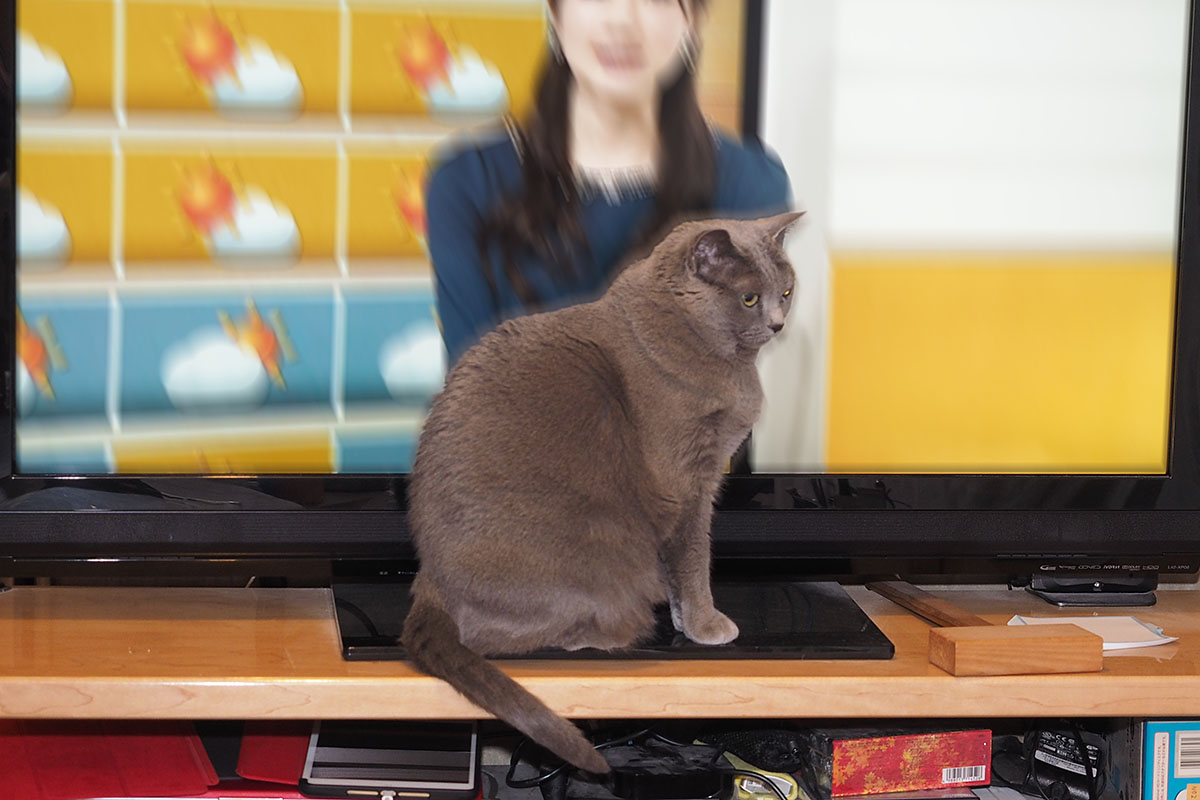 （3）愚かな人間どもよ、井○さんばかり見ないでうかちゃんだけを見よ。