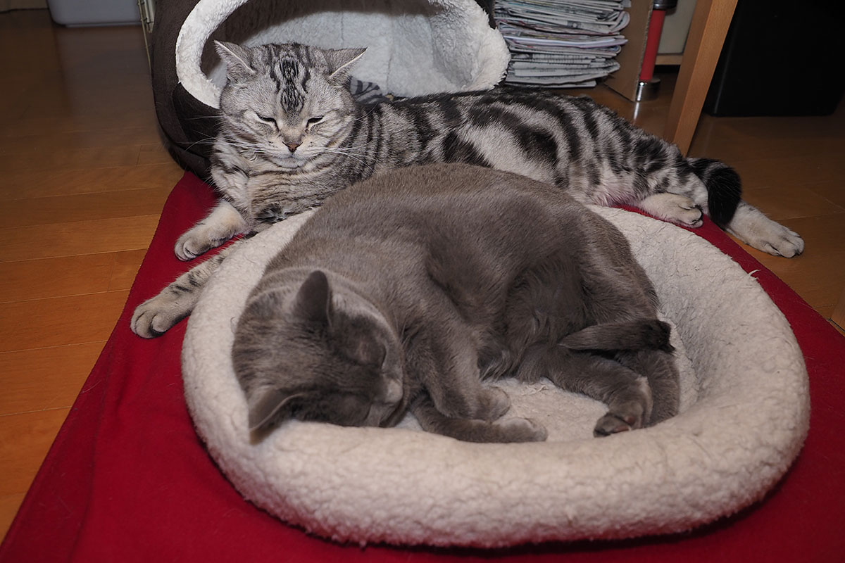 うかちゃんととろの連載も始まるかもしれニャい。ぼぼぼ、ぼくのことを書く場合はシーバとササミと猫缶と液状おやつをおくんニャさい。ニャニャ。ニャニャ。みたいな。