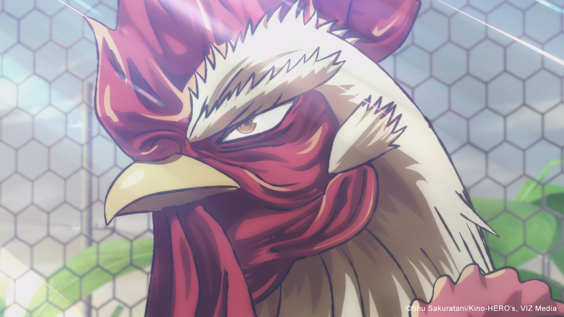 (C)Shu Sakuratani/Kino-HERO’s, VIZ Media