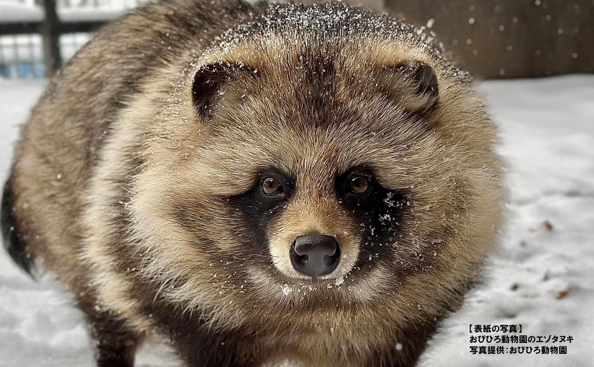 「タヌキまるごとBOOK」表紙に採用された写真（写真提供：おびひろ動物園）