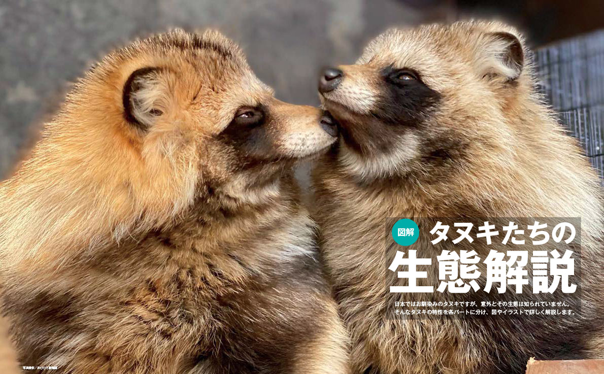 「タヌキまるごとBOOK」より