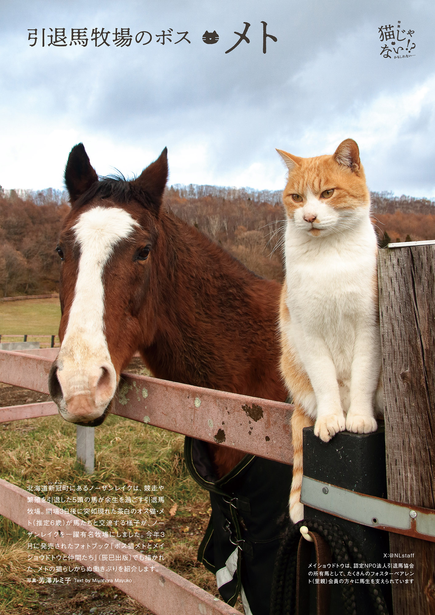 競争や繁殖を引退した馬たちが余生を過ごす牧場でボスを務める「メト」（推定6歳♂）