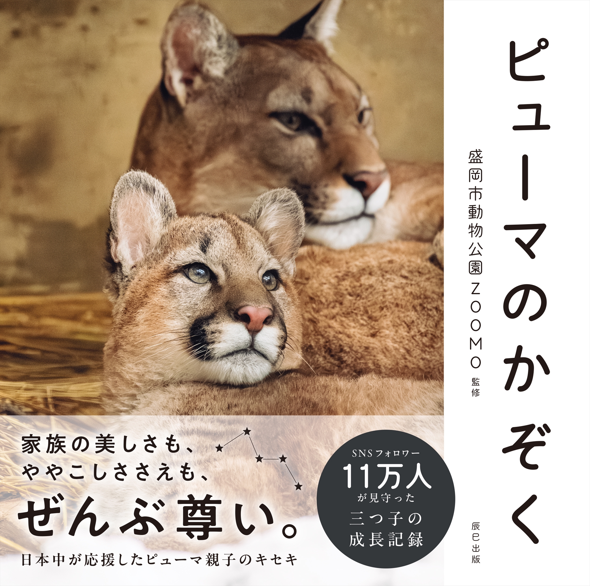「ピューマのかぞく」盛岡市動物公園ZOOMO監修／辰巳出版発行