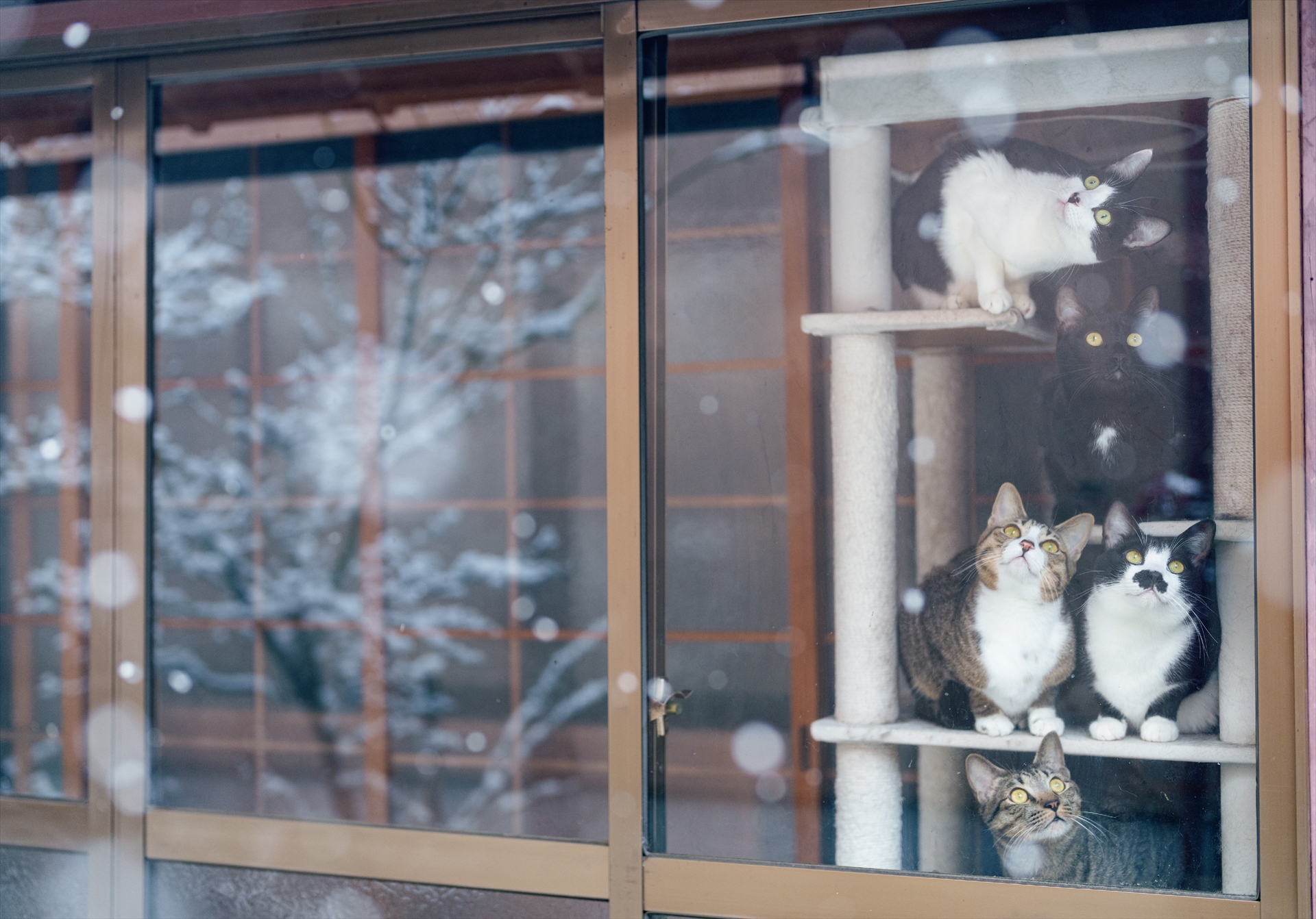 【2月】毎朝、猫たちは縁側のキャットタワーに集まって庭を眺めます。この日やってきたのは「さくら」以外の六つ子たち。なぜか全員揃わないところも、らしいところです。タワーでの配置から、それぞれの個性や猫同士の関係性が垣間見えます。