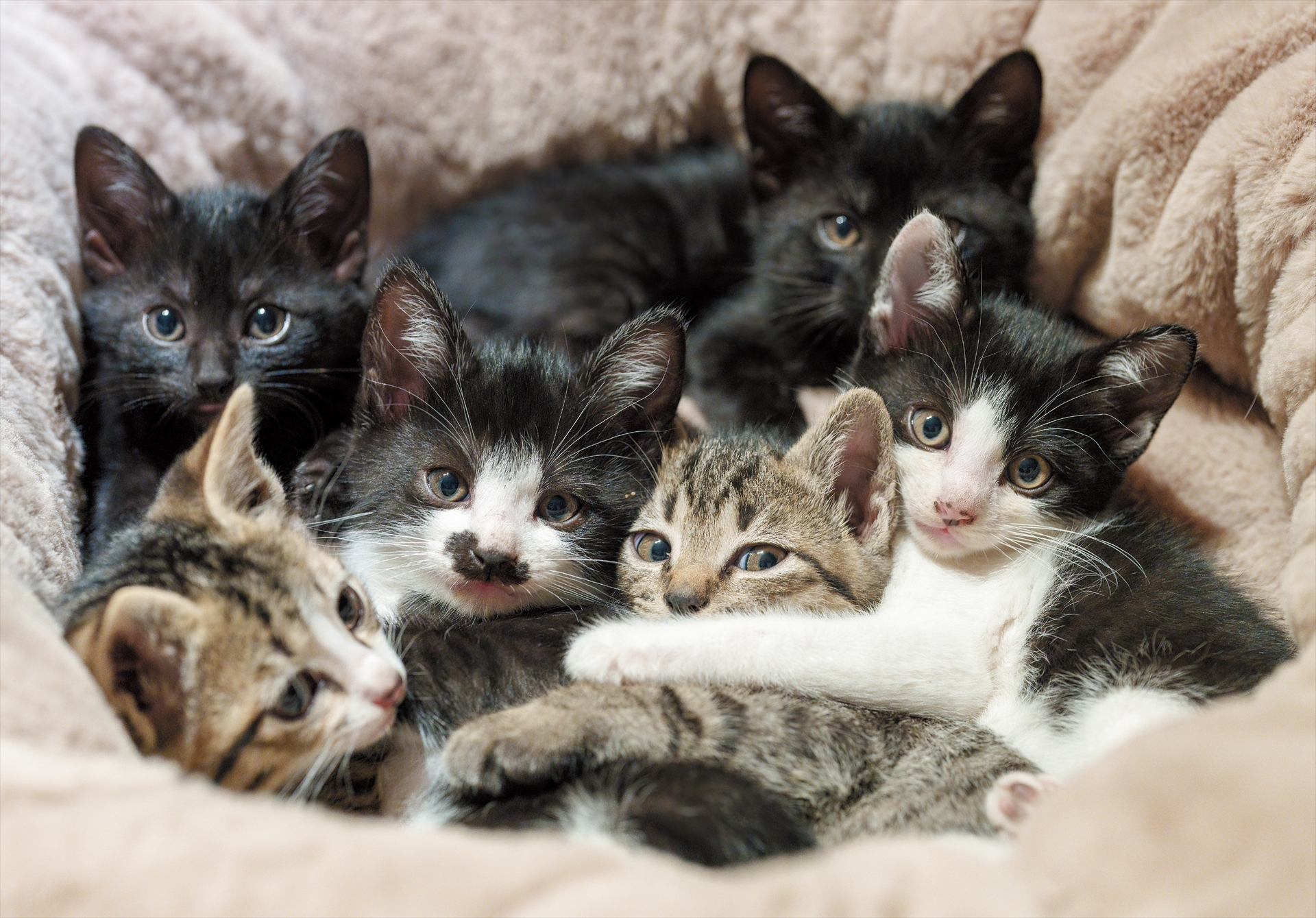 【4月】野良猫だった「ハク」が僕の家の納屋で産んだ子猫たち。生後1ヶ月の六つ子は、おぼつかない足取りでちょろちょろと動き回っていたかと思えば、急にエンジンが切れたように眠り始めます。お調子者、目立ちたがり屋、人見知り――この頃から少しずつ、それぞれの個性が見え始めています。