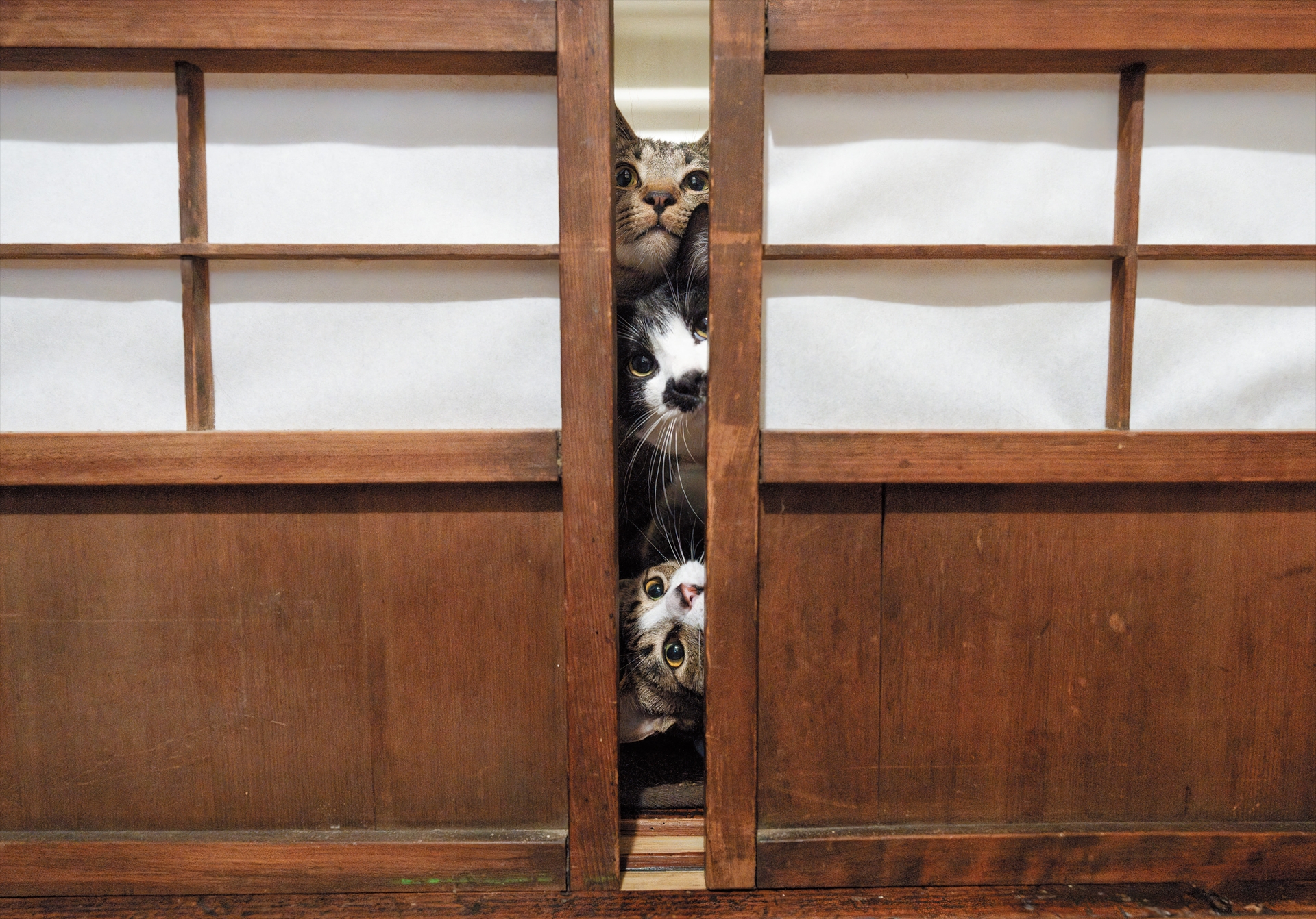 【7月】襖の隙間から、立ち入り厳禁の仕事部屋をのぞく悪猫三銃士。まずは切り込み隊長の「ちょび」が突破口を開き、「とら」と「正吉」があとに続く――。これが3匹のいつもの手口です。新しい刺激を求めて、猫たちは常に目を光らせています。