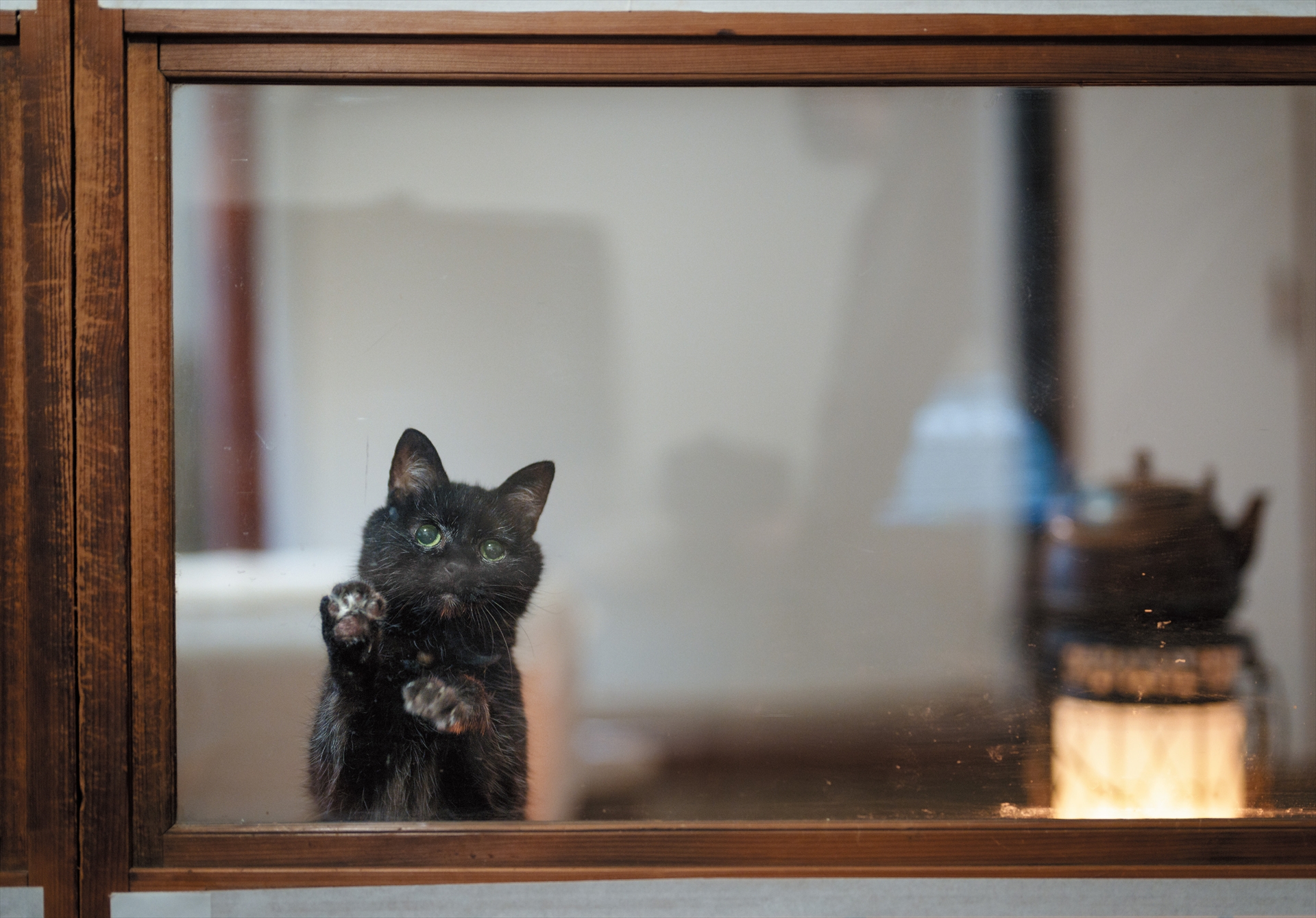 【12月】先住猫の「めい」はいつも僕のことを見ていて、そばにいることを望みます。僕が仕事に集中していると、寝室から障子戸越しにアピールして、必死に気を引こうとしてきます。ほかの猫たちもみんな甘えん坊ですが、甘え方はそれぞれです。