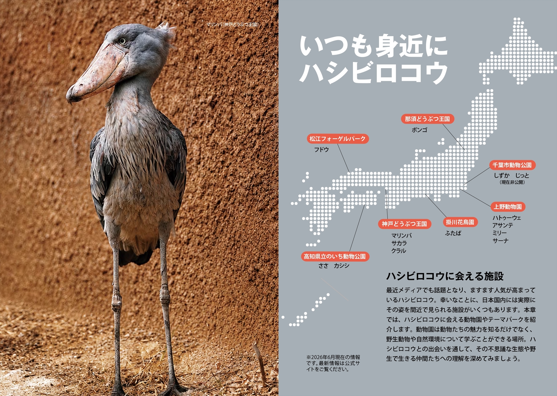 日本で暮らすハシビロコウのリスト付き。いつでも会いに行けます。