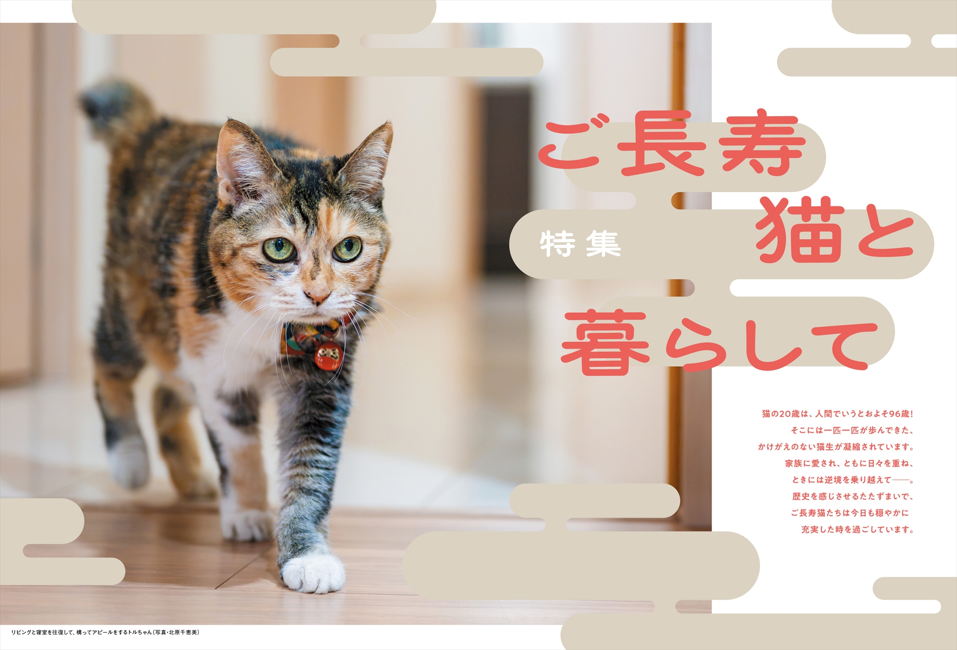 漫画家・山本さほさんの愛猫「トルコ」（21歳♀）