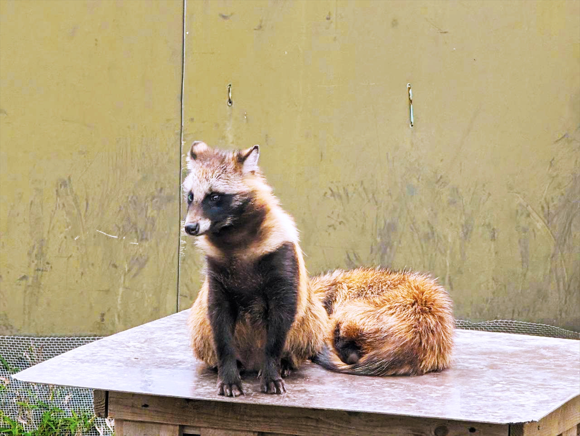 東武動物公園のタヌキ