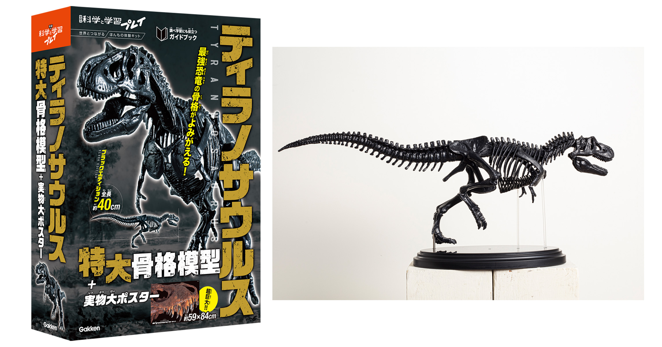 パーツを組み合わせると、全長約40cm、実物大の1/35スケールの本格的なティラノサウルス骨格模型が完成
