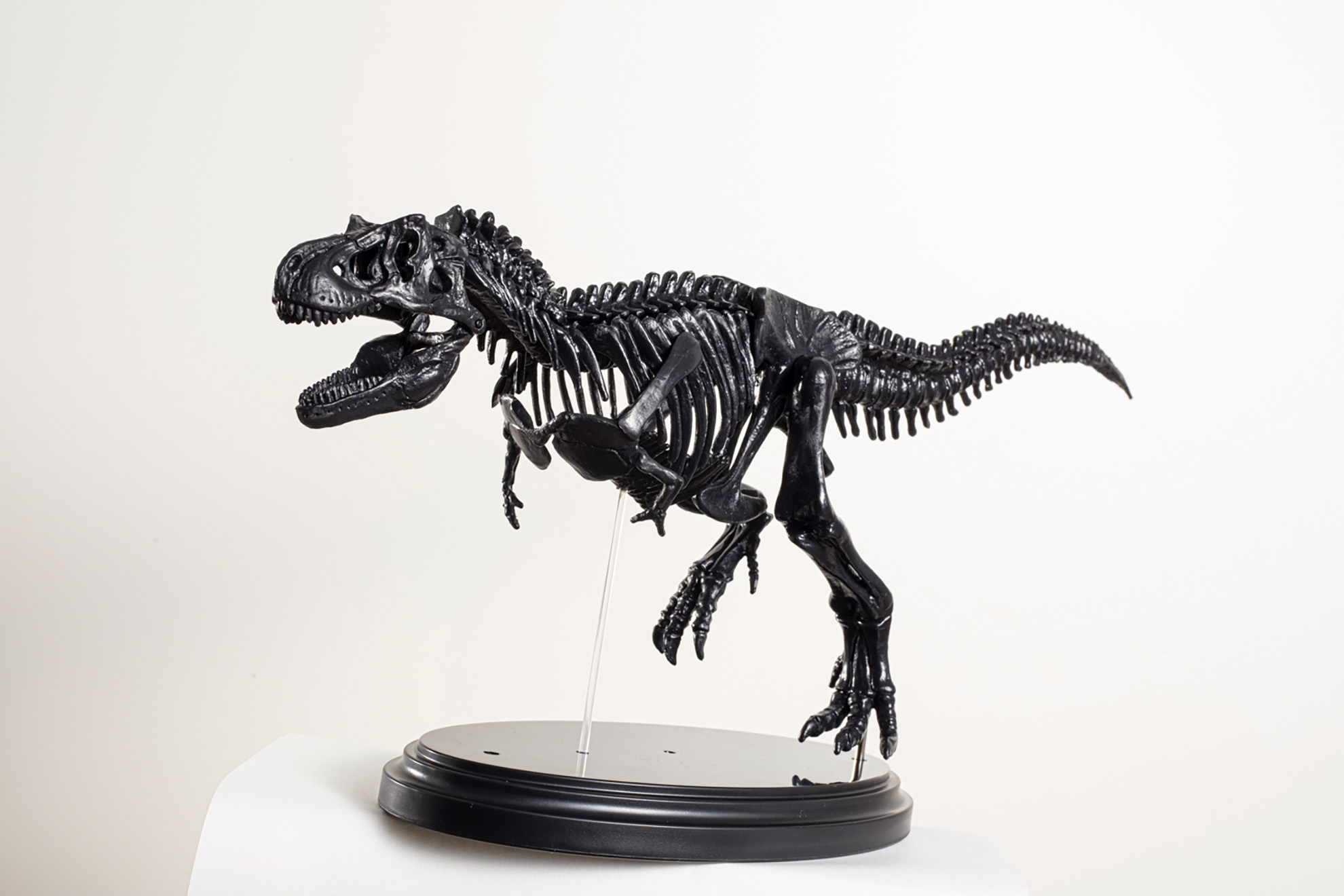 パーツを組み合わせると、全長約40cm、実物大の1/35スケールの本格的なティラノサウルス骨格模型が完成