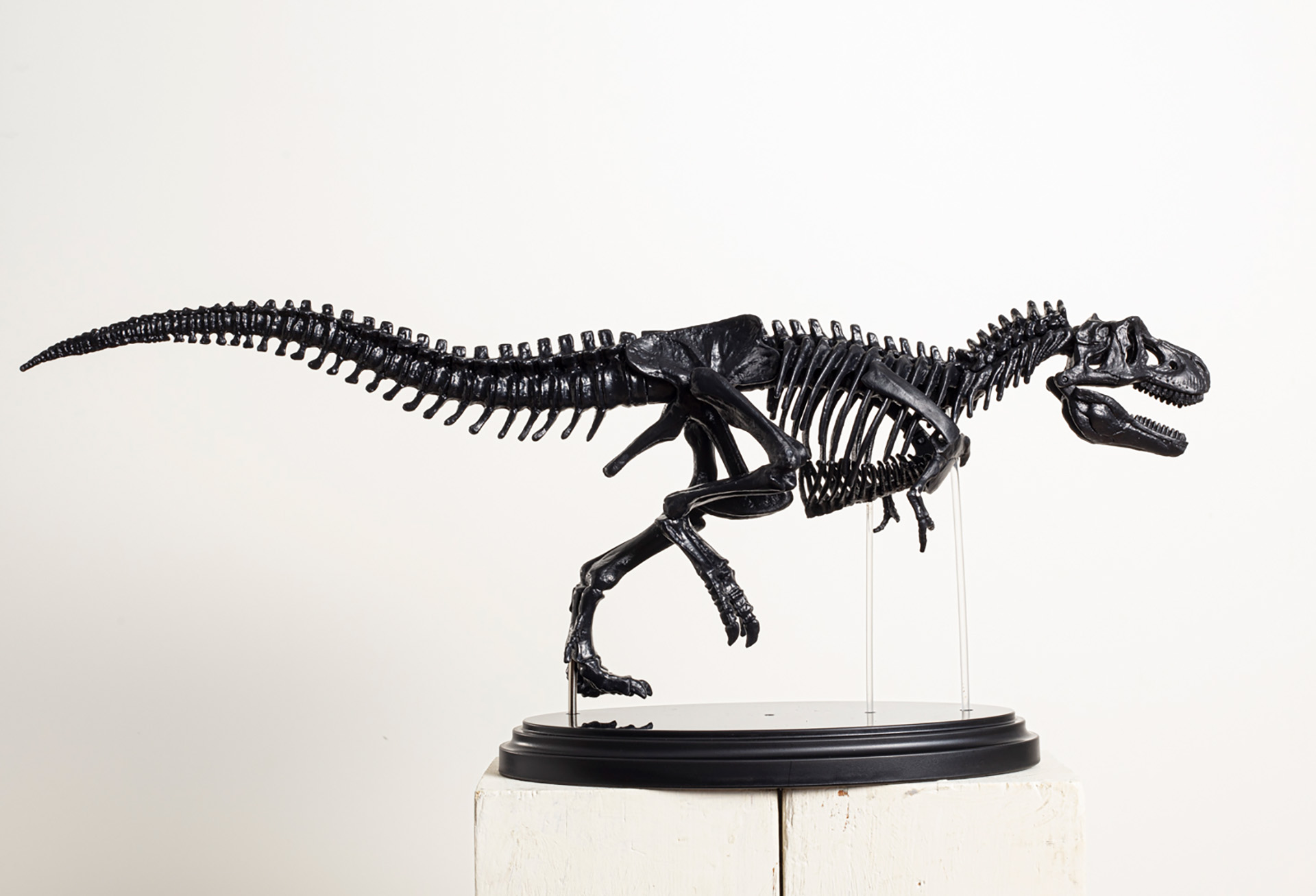 パーツを組み合わせると、全長約40cm、実物大の1/35スケールの本格的なティラノサウルス骨格模型が完成