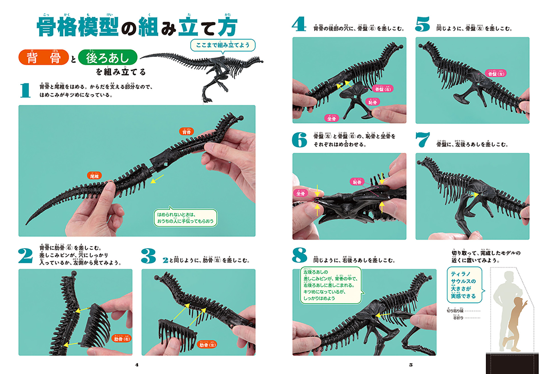 模型は、日本を代表する恐竜造形作家の荒木一成氏が原型を制作。細部までリアルに再現