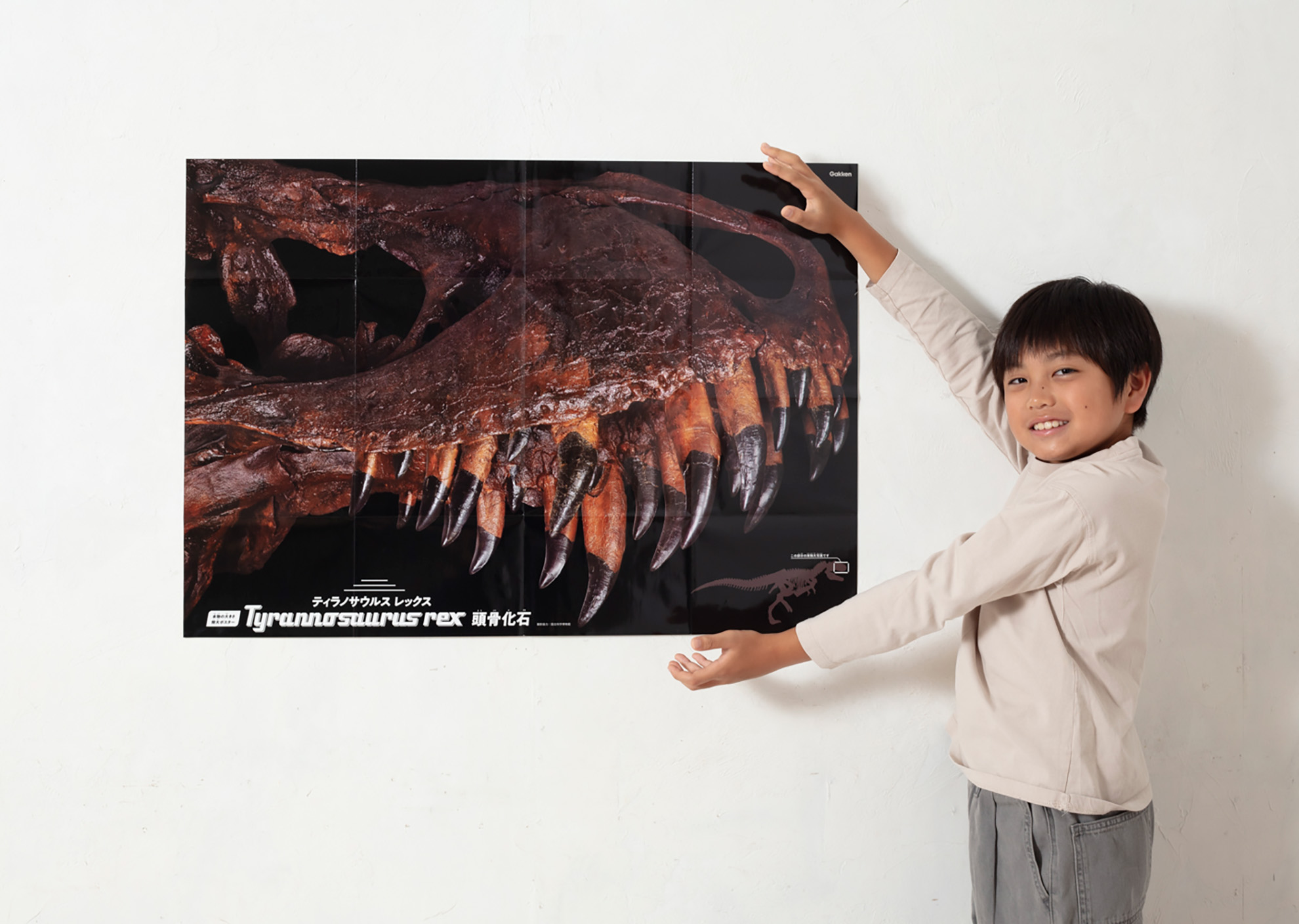 実物大のティラノサウルス頭骨ポスター