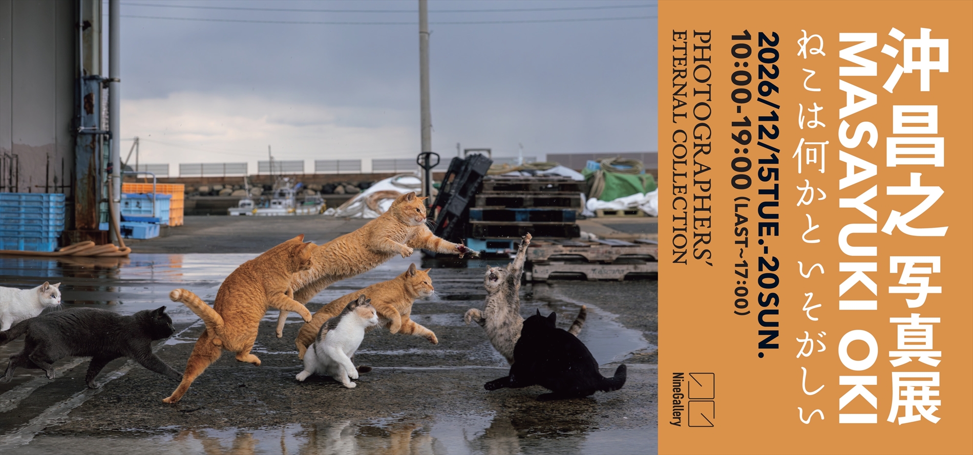 写真展「ねこは何かといそがしい」
