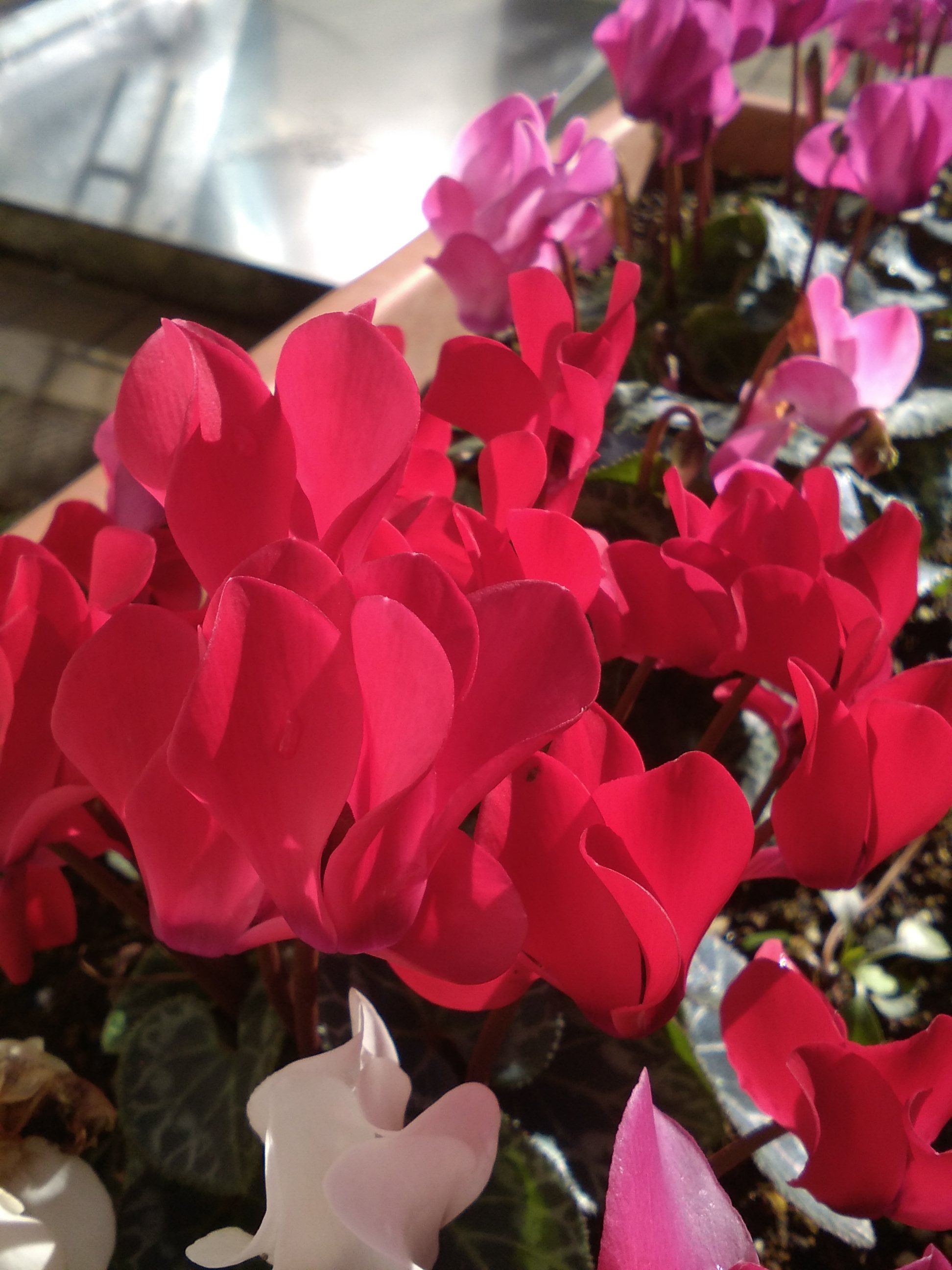 AWB、ISO100、1/753秒(露出補正-1)