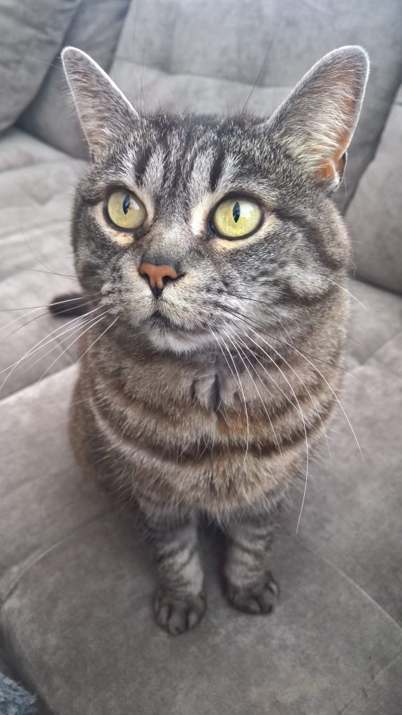 画像からAIが猫であると判断し、画像の説明を行なう