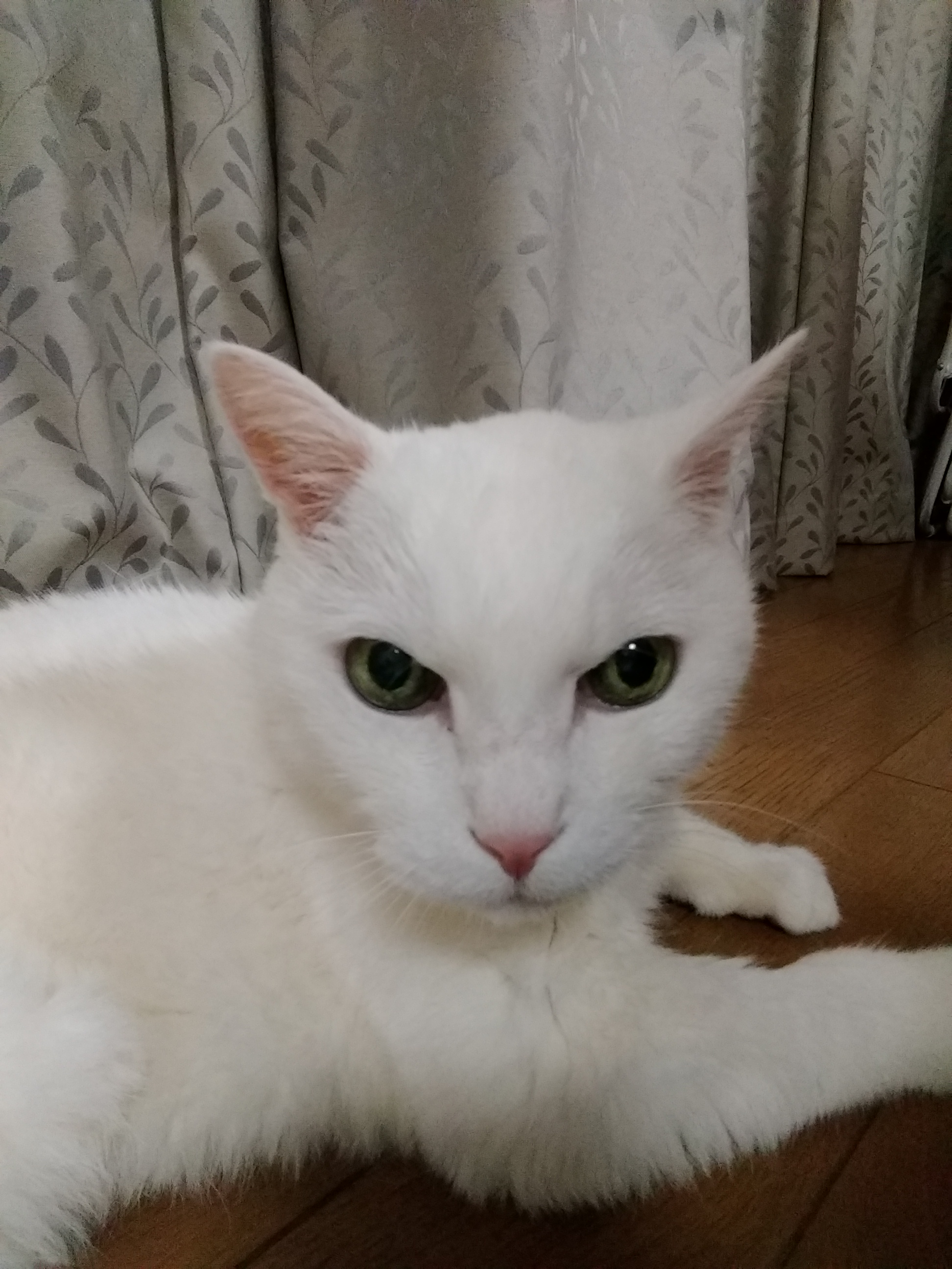 こちらは前面カメラで撮影。背面カメラに比べると、ややのっぺりとして、解像感が劣る印象だ