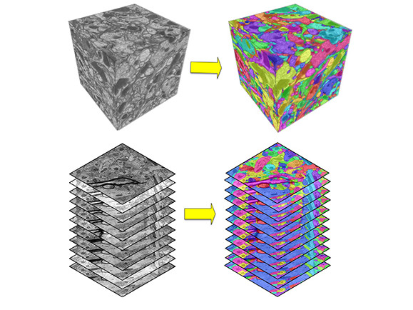 ニューロンの電子顕微鏡画像(画像左)それぞれのニューロンが異なる色づけをされている(画像右)