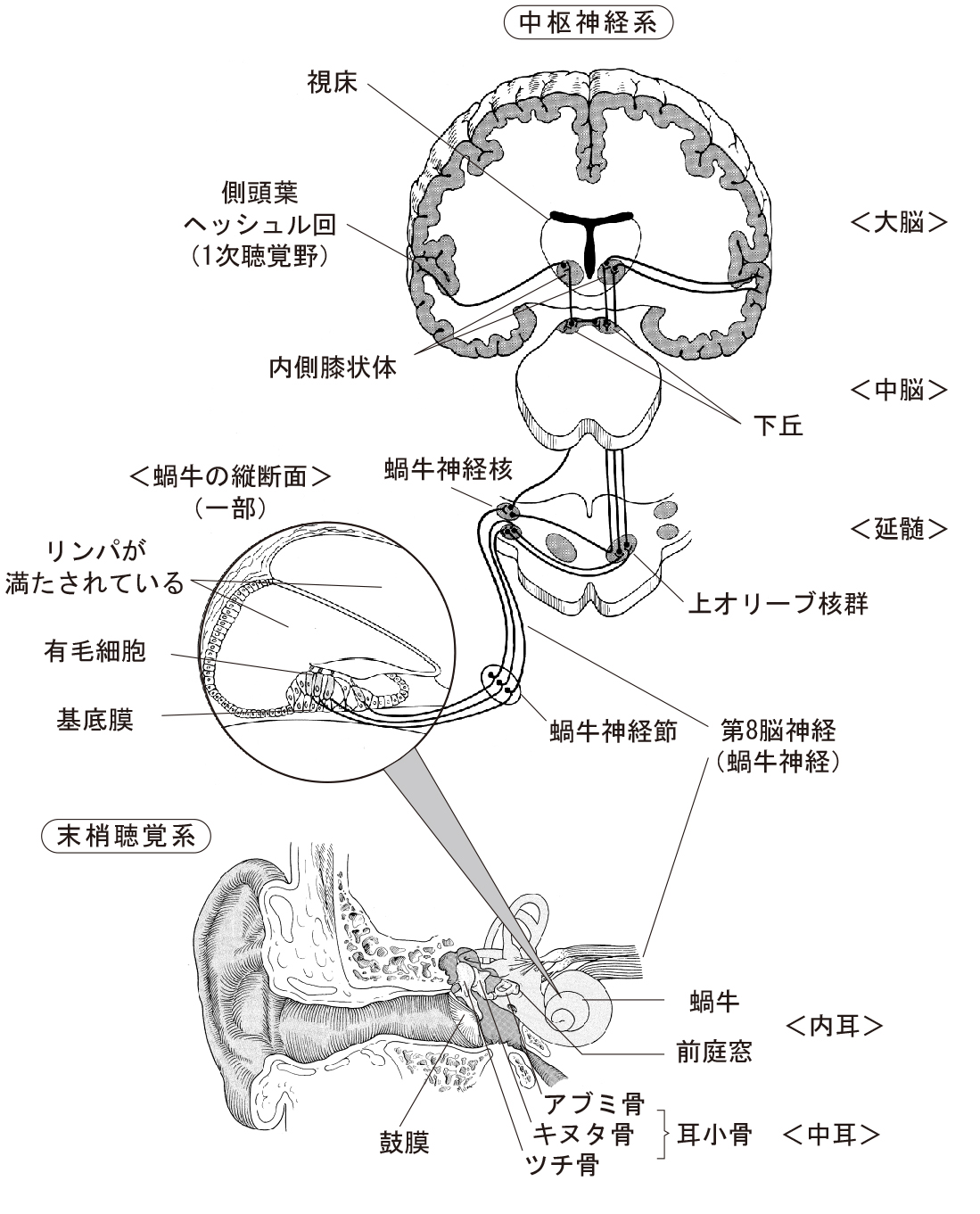 聴覚神経系のしくみ