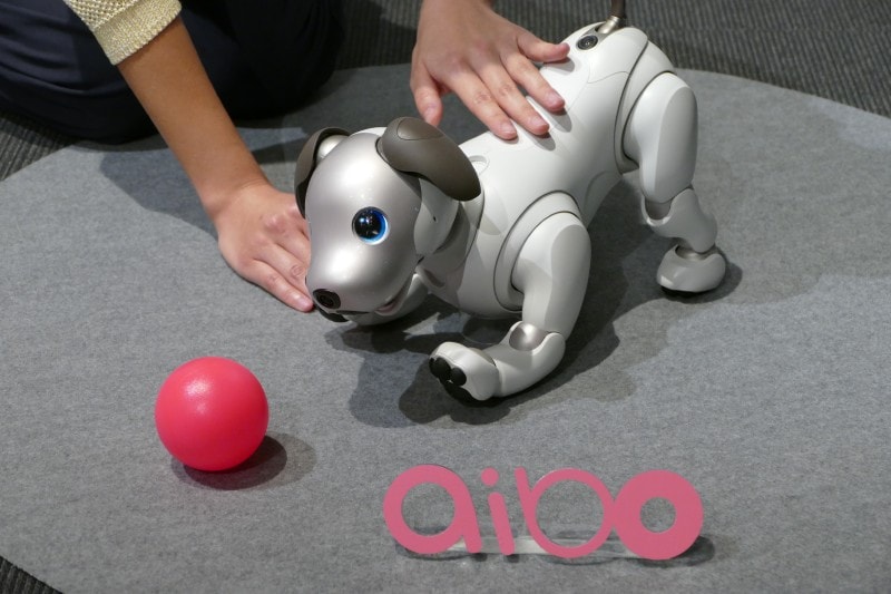 aibo