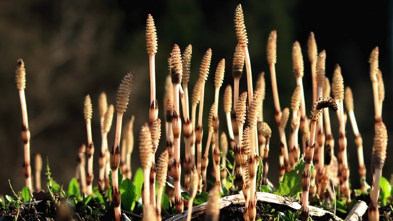 スクリーンセーバーに収録される写真の1枚