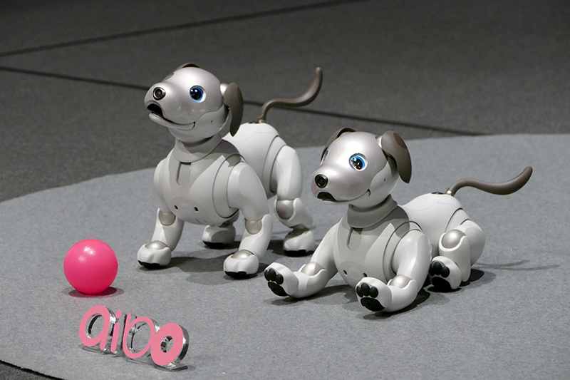 aibo