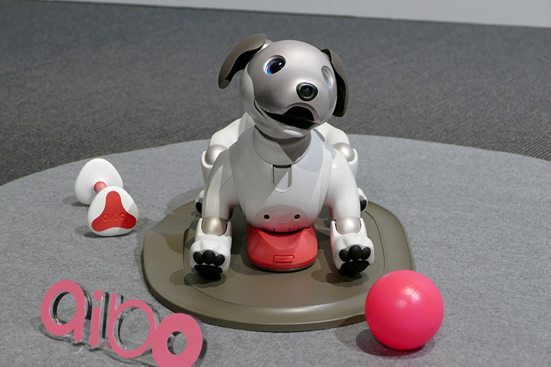 aibo