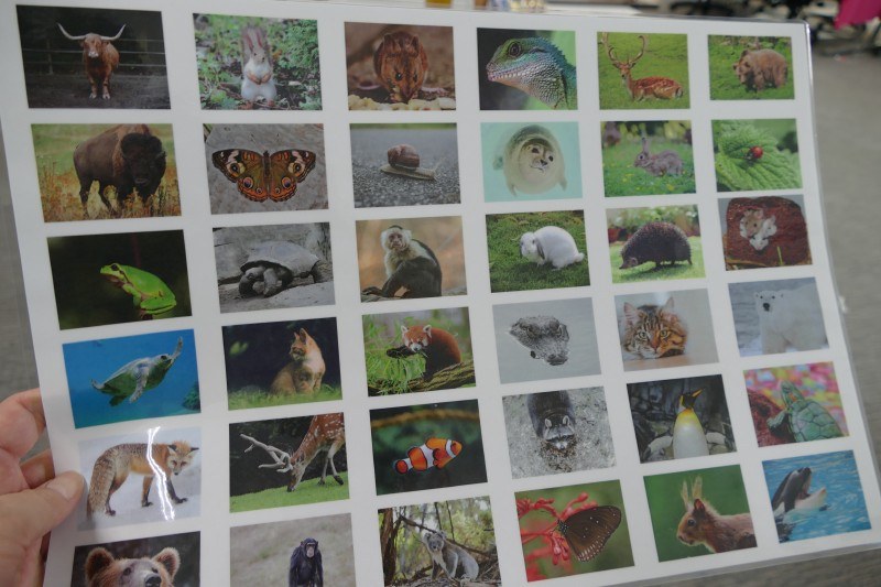 さまざまな動物の写真から一枚を選ぶ