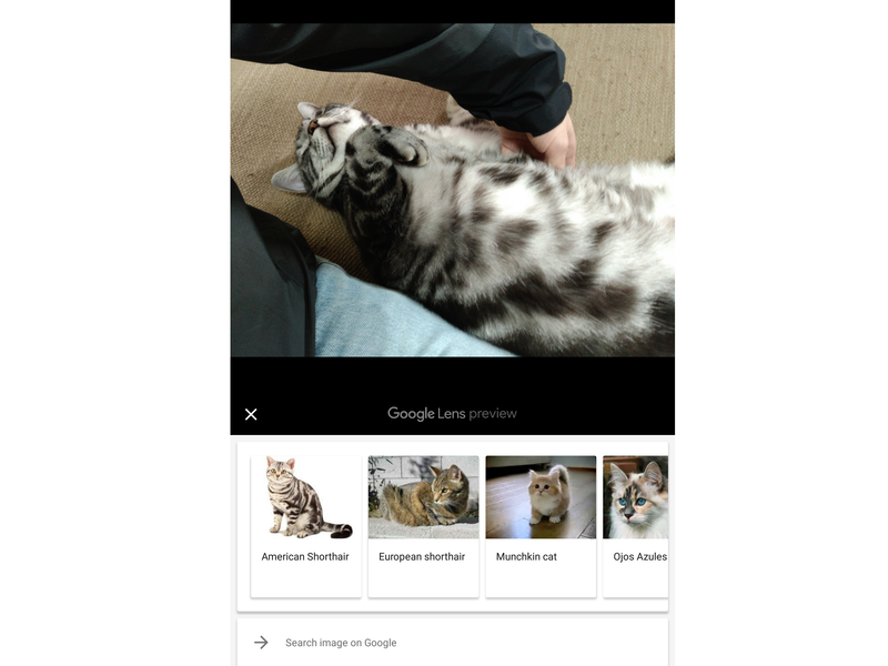 猫の品種まで言い当ててしまう