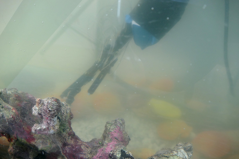 ANA AVATAR DIVING。