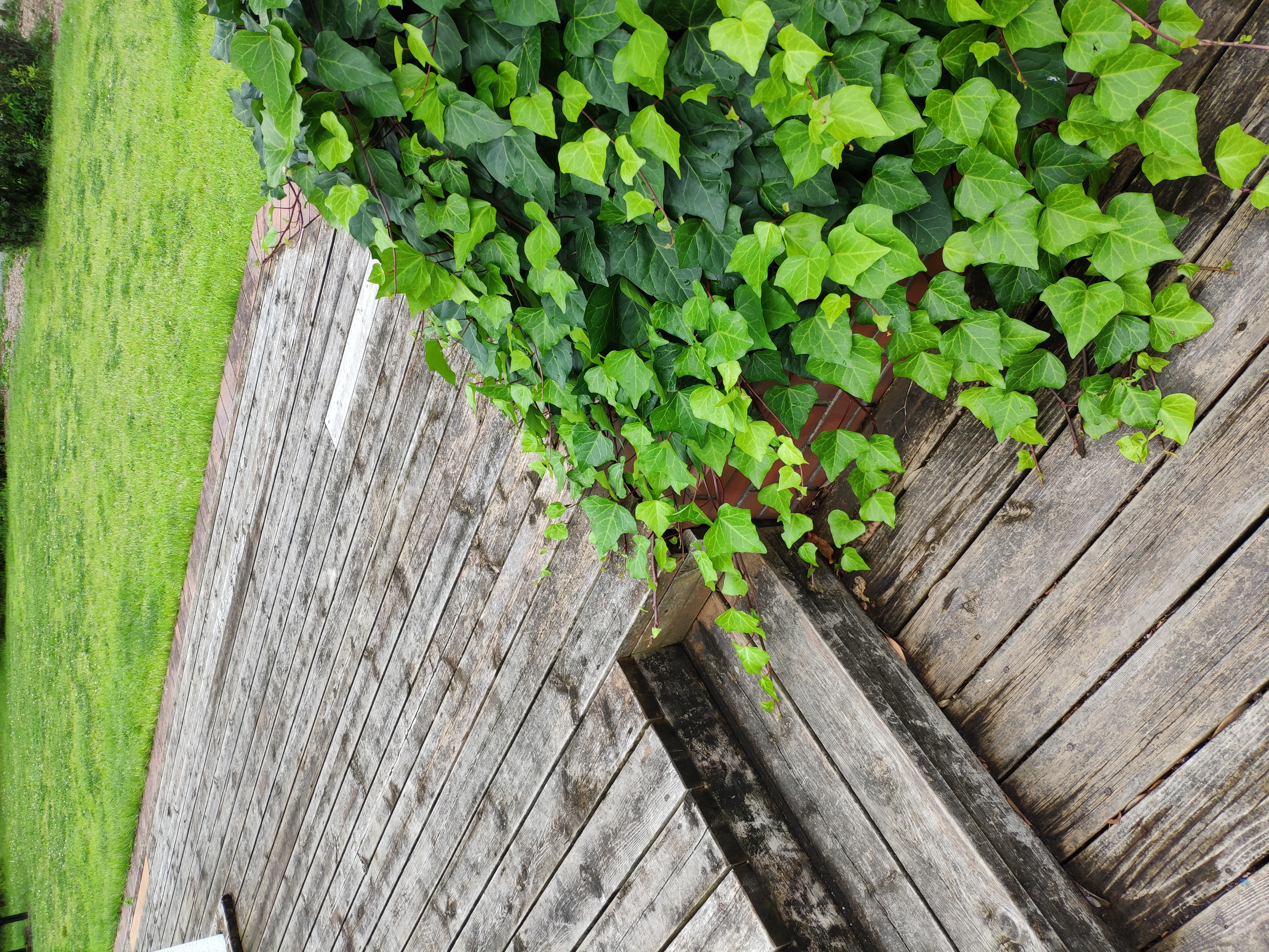 左がAIオフ、右がAIオン。植物として認識されると、雲天下でもより鮮やかに緑を表現する