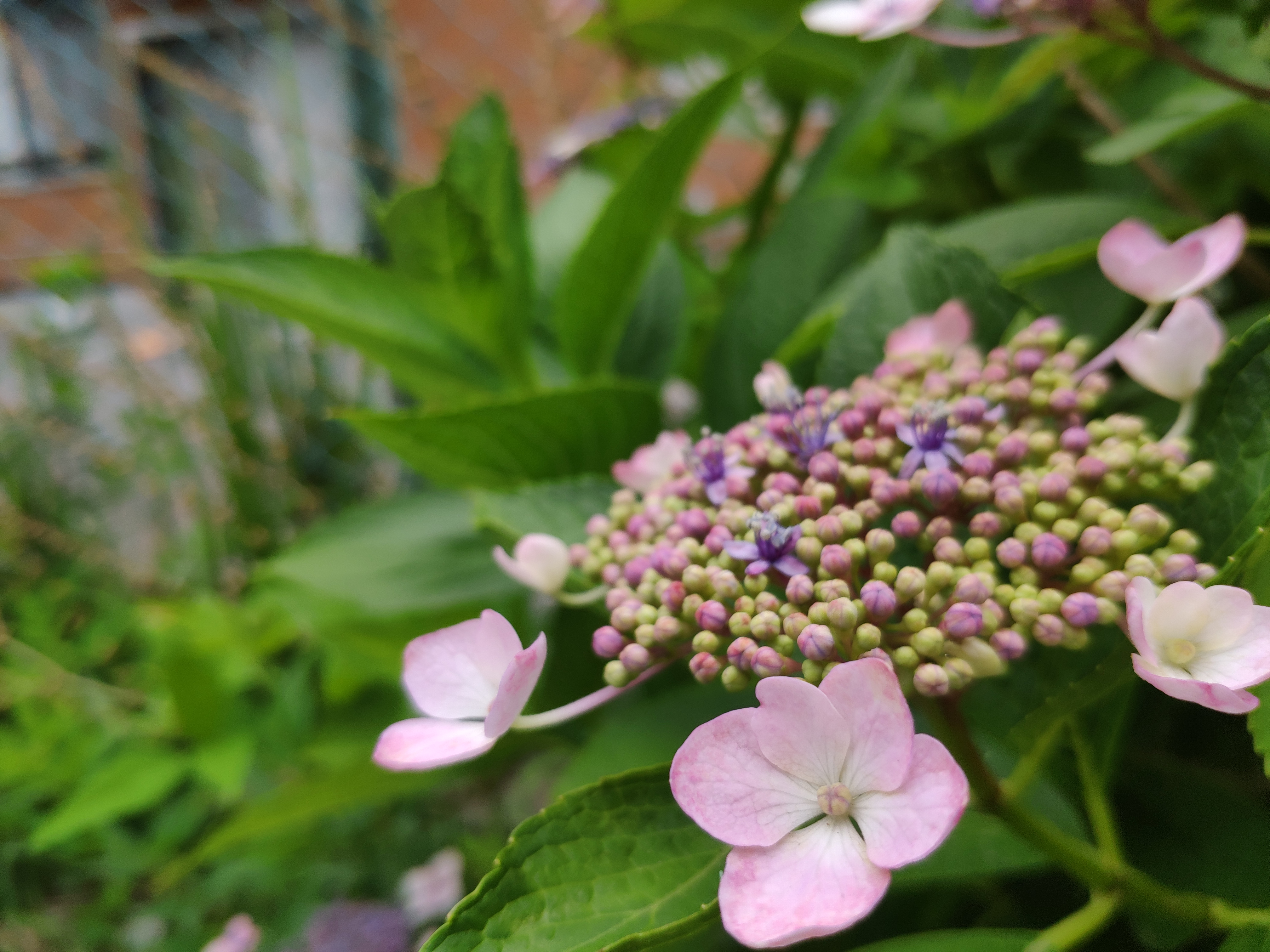ほぼ最短撮影距離からの撮影。背景のボケはそこそこだ