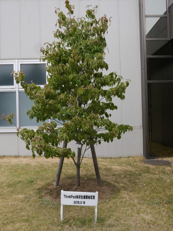 米沢事業場は2015年3月からThinkPadの量産を開始。記念樹も大きく育っている