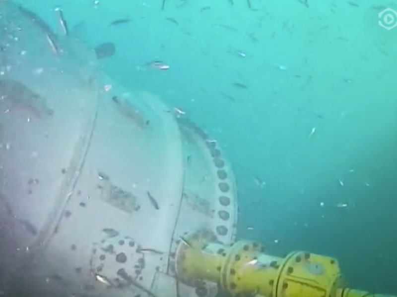 温かいのか魚もよってくる