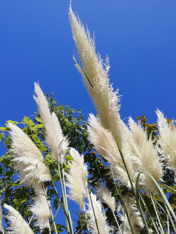 背面カメラ、3,120×4,160ピクセル(ISO50, f/2.2, 1/1111秒)
