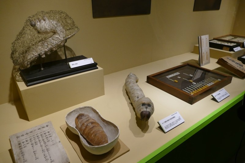 カイコの品種改良に関する展示