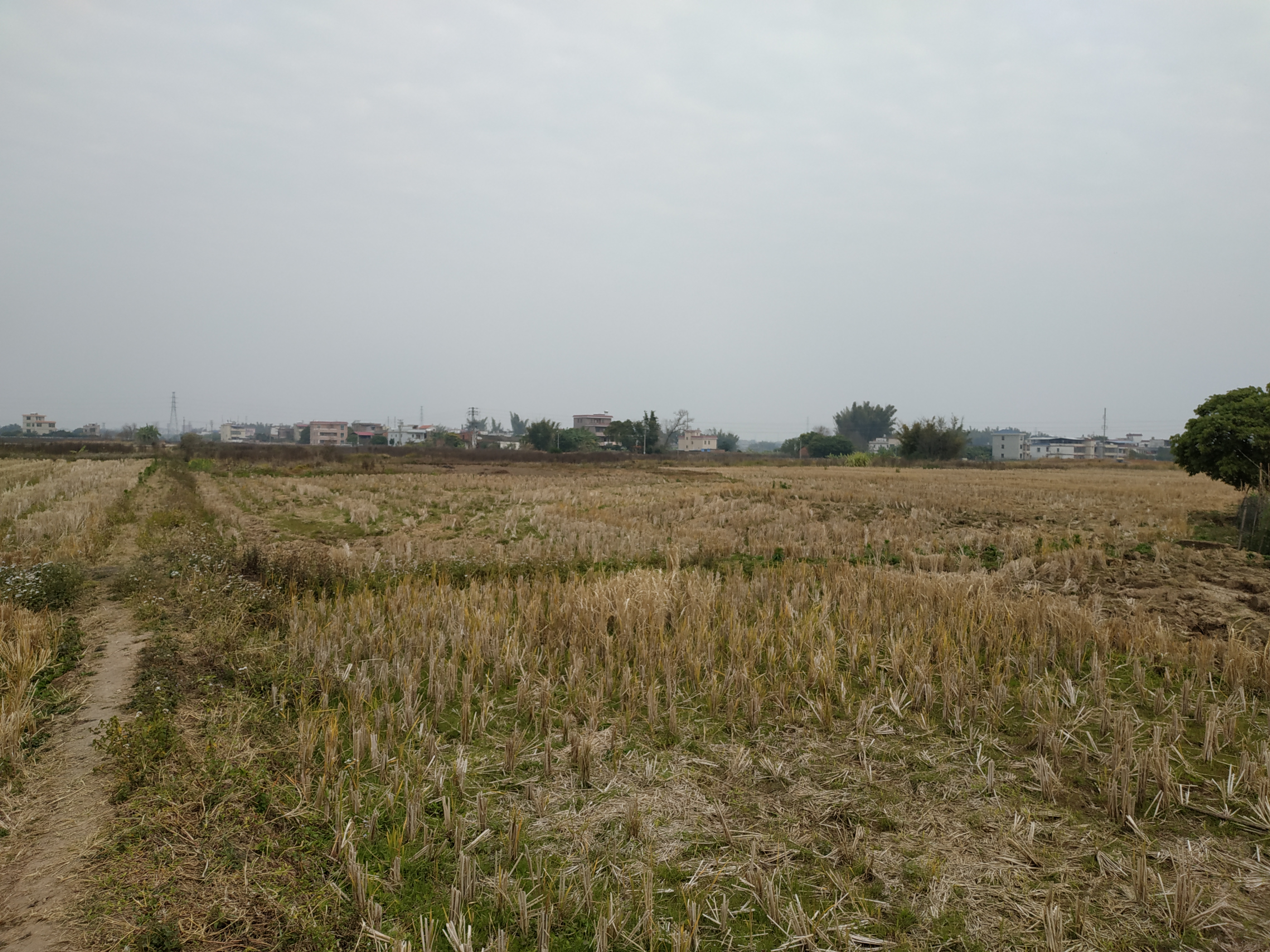 手前のほうはピントがシャープだが、遠景は甘い印象を受ける