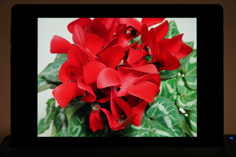 ディスプレイの輝度、色域、コントラスト比などは公表されていないが、明るさは十分で発色も鮮やかだ