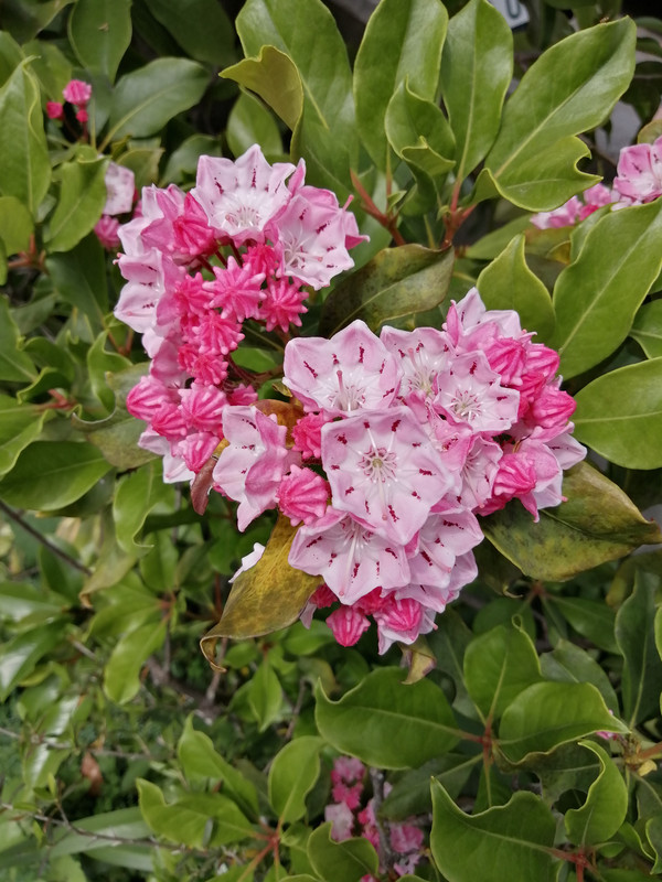 屋外/自然光(ISO50, f/2.2, 1/917秒)