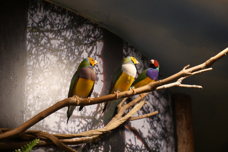 ViewSonic台湾支社には、同社のシンボルでもある「ゴールディアンフィンチ(胡錦鳥)」が実際に飼われている