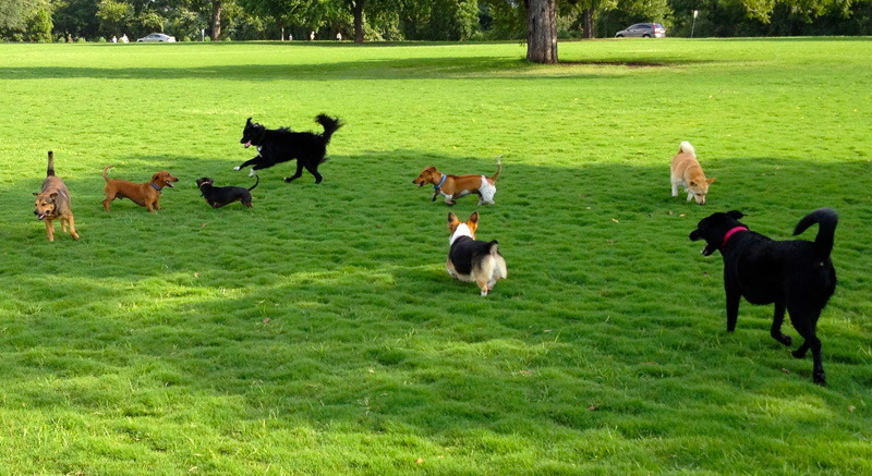 入力画像 / 写真に犬が8匹写っている