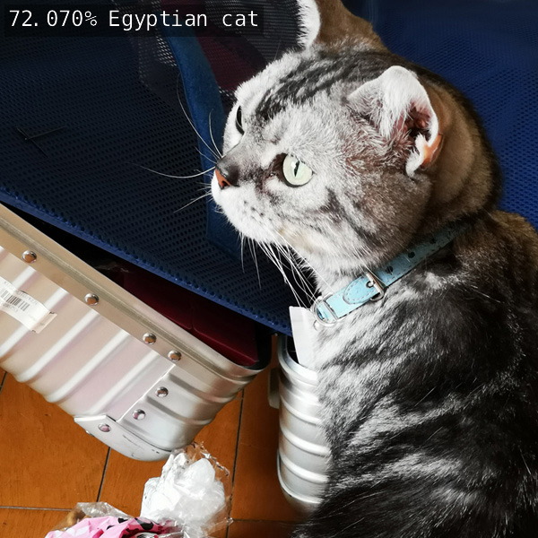 出力画像 /  72.070%でEgyptian cat