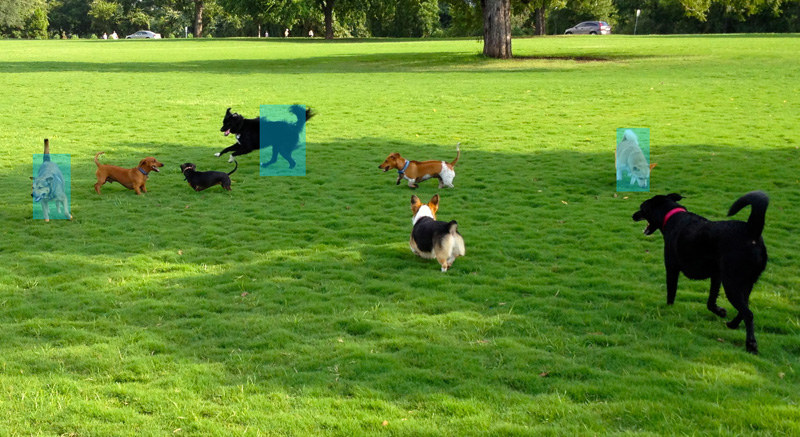 出力画像 / 認識したのは3匹